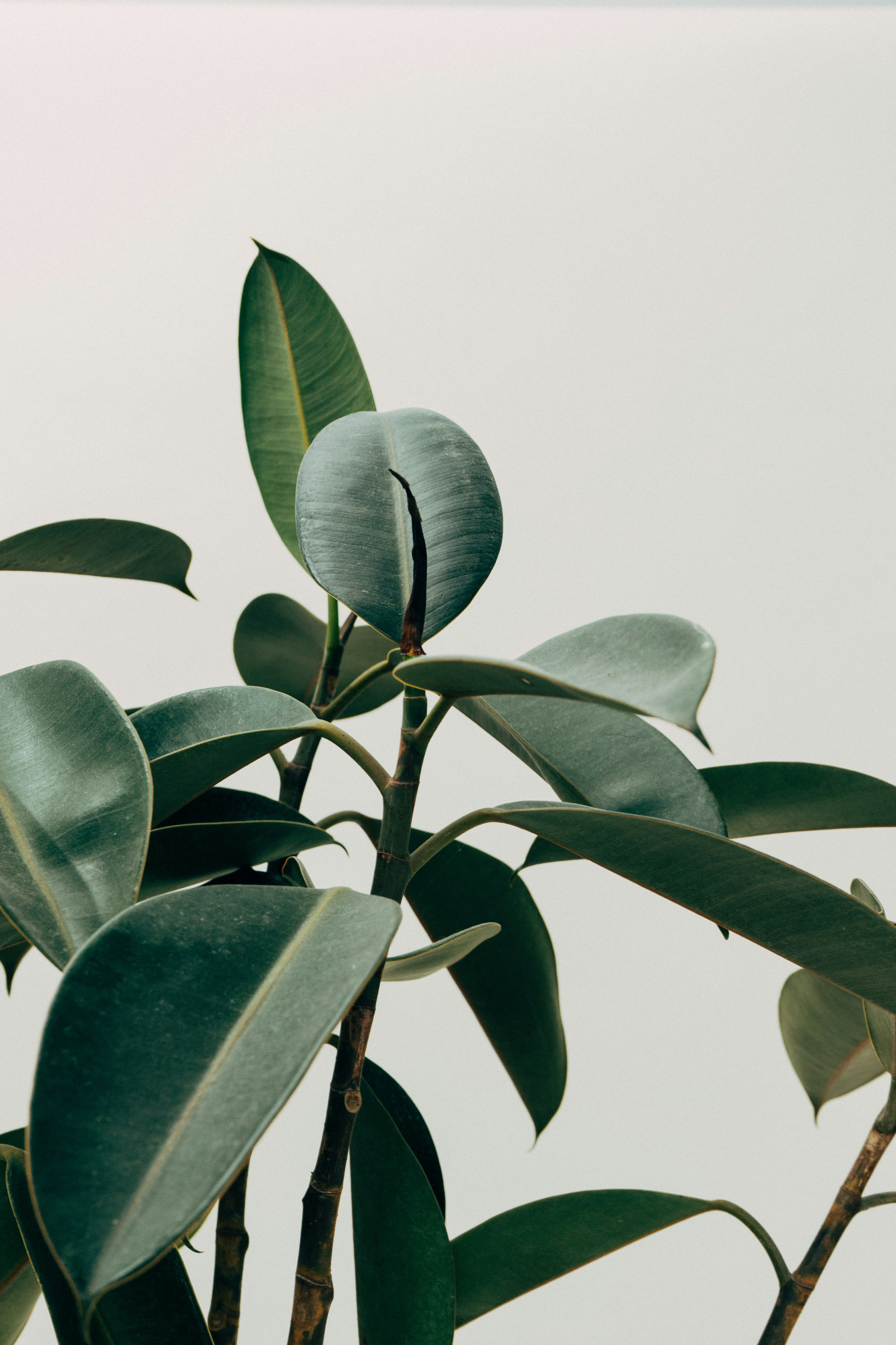 Web site for minimalist